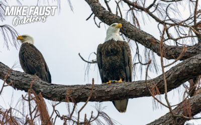 Wildlife Adventures on the Kissimmee Chain of Lakes